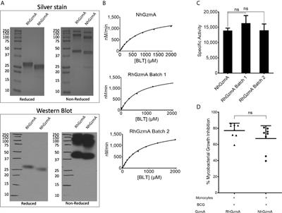 Granzyme A Produced by γ9δ2 T Cells Activates ER Stress Responses and ATP Production, and Protects Against Intracellular Mycobacterial Replication Independent of Enzymatic Activity